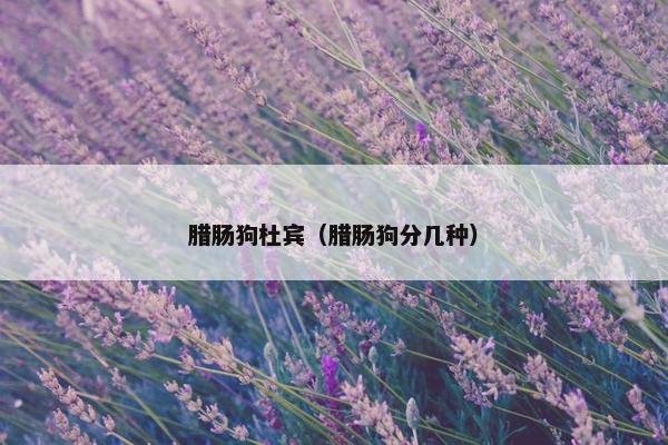 腊肠狗杜宾（腊肠狗分几种）