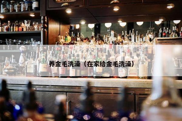 养金毛洗澡（在家给金毛洗澡）