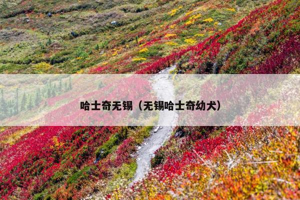 哈士奇无锡（无锡哈士奇幼犬）