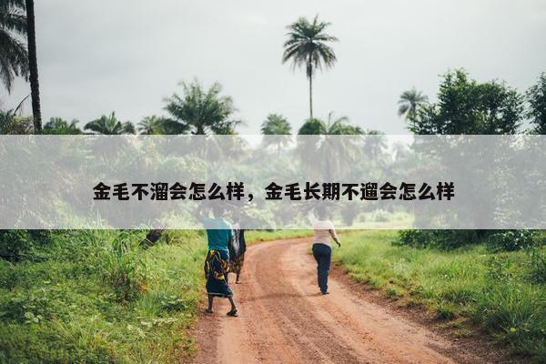 金毛不溜会怎么样，金毛长期不遛会怎么样
