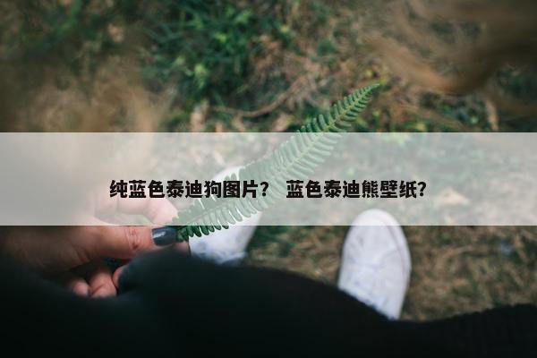 纯蓝色泰迪狗图片？ 蓝色泰迪熊壁纸？
