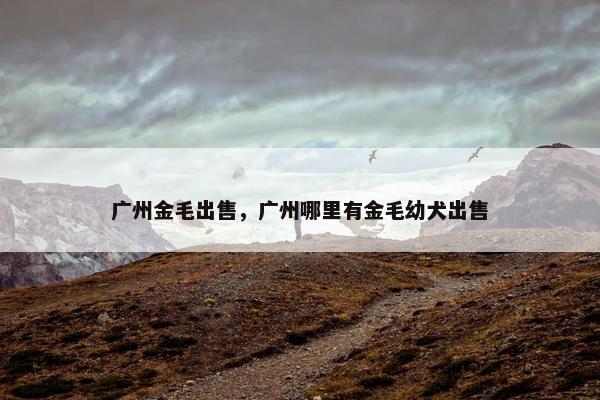 广州金毛出售，广州哪里有金毛幼犬出售
