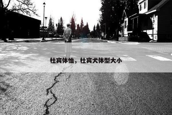 杜宾体恤，杜宾犬体型大小