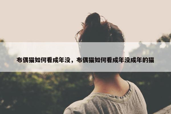 布偶猫如何看成年没，布偶猫如何看成年没成年的猫