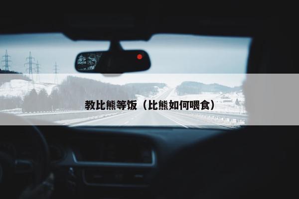 教比熊等饭（比熊如何喂食）