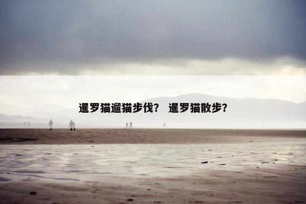 暹罗猫遛猫步伐？ 暹罗猫散步？