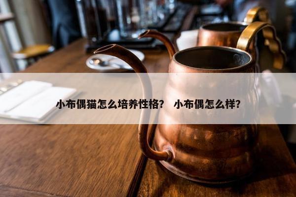 小布偶猫怎么培养性格？ 小布偶怎么样？