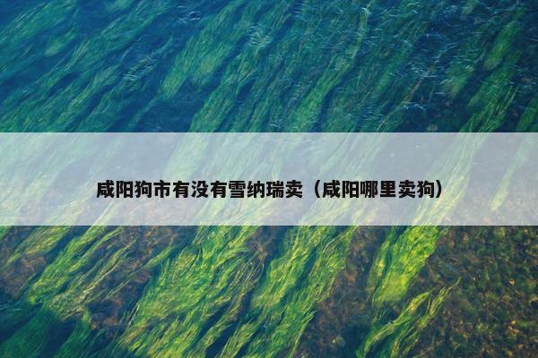 咸阳狗市有没有雪纳瑞卖（咸阳哪里卖狗）