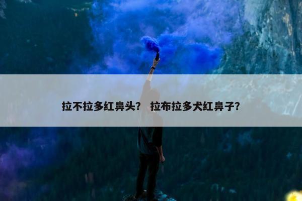 拉不拉多红鼻头？ 拉布拉多犬红鼻子？