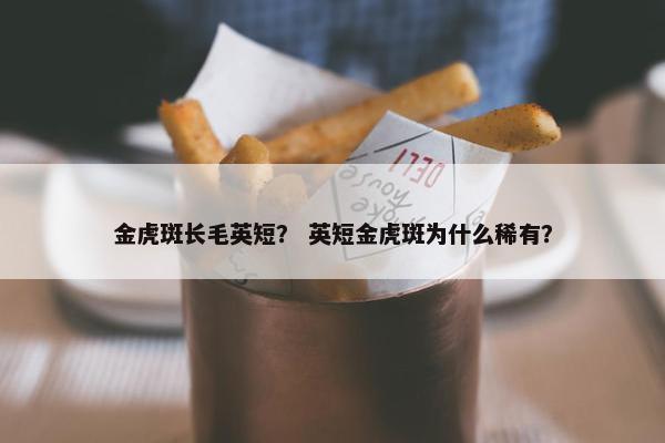 金虎斑长毛英短？ 英短金虎斑为什么稀有？
