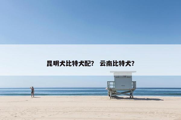 昆明犬比特犬配？ 云南比特犬？