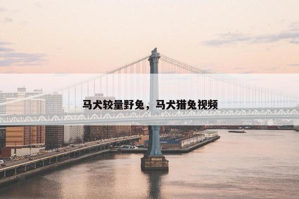 马犬较量野兔，马犬猎兔视频