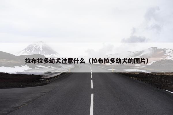拉布拉多幼犬注意什么（拉布拉多幼犬的图片）