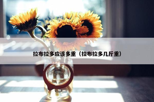 拉布拉多应该多重（拉布拉多几斤重）