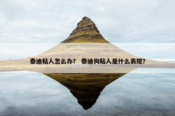 泰迪粘人怎么办？ 泰迪狗粘人是什么表现？