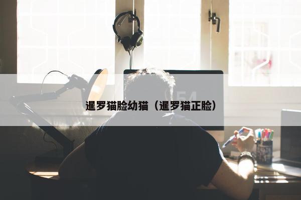 暹罗猫脸幼猫（暹罗猫正脸）