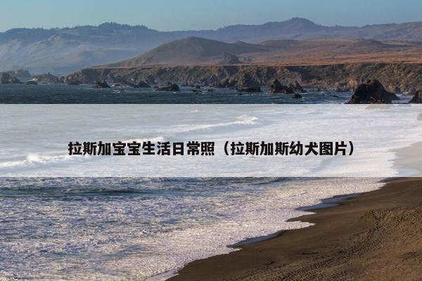 拉斯加宝宝生活日常照（拉斯加斯幼犬图片）