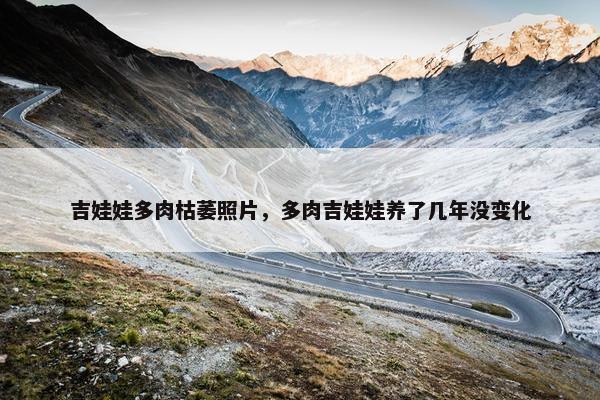 吉娃娃多肉枯萎照片，多肉吉娃娃养了几年没变化