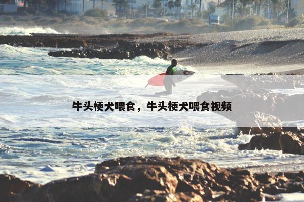 牛头梗犬喂食，牛头梗犬喂食视频