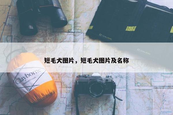 短毛犬图片，短毛犬图片及名称