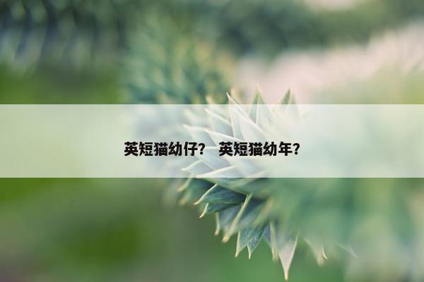 英短猫幼仔？ 英短猫幼年？