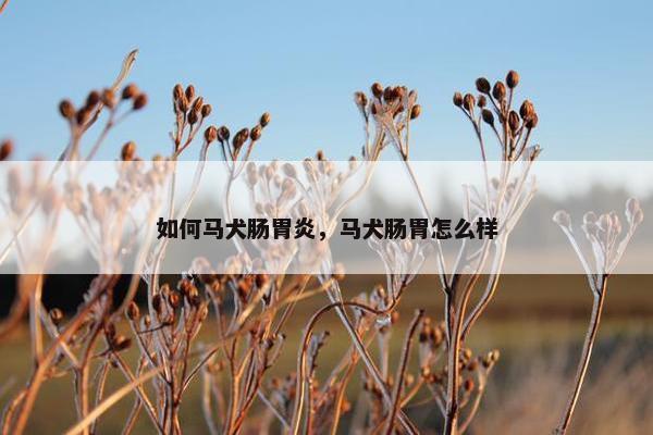 如何马犬肠胃炎，马犬肠胃怎么样