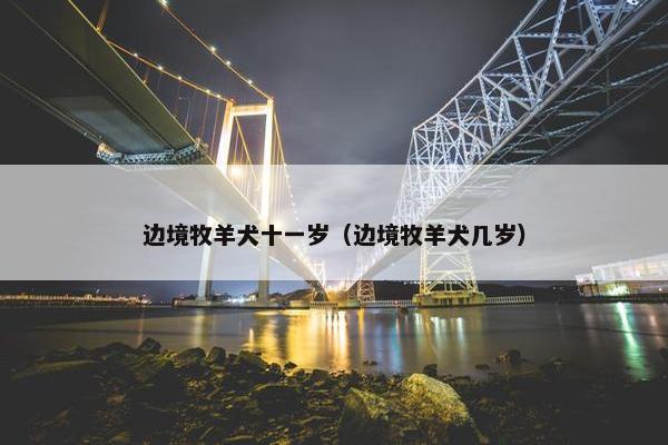 边境牧羊犬十一岁（边境牧羊犬几岁）