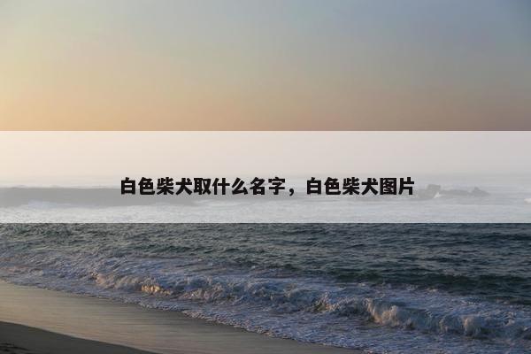 白色柴犬取什么名字，白色柴犬图片