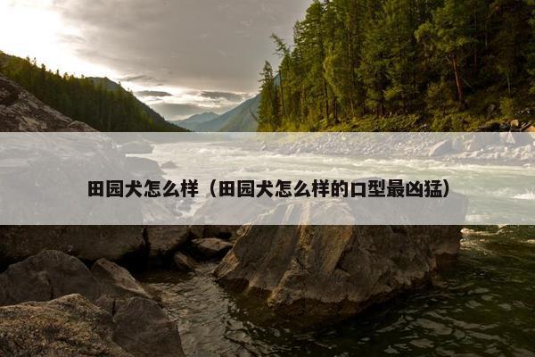 田园犬怎么样（田园犬怎么样的口型最凶猛）