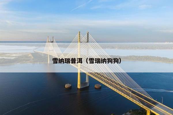 雪纳瑞普洱（雪瑞纳狗狗）