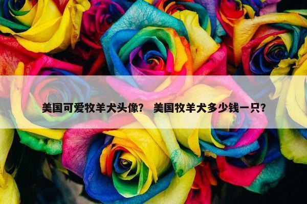 美国可爱牧羊犬头像？ 美国牧羊犬多少钱一只？