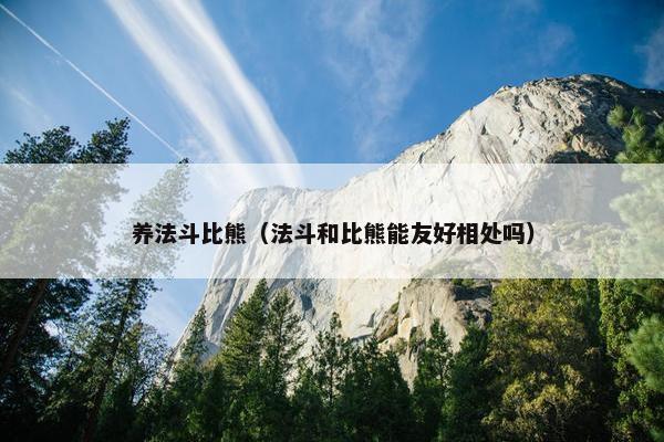 养法斗比熊（法斗和比熊能友好相处吗）