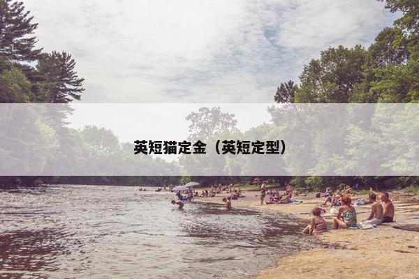 英短猫定金（英短定型）