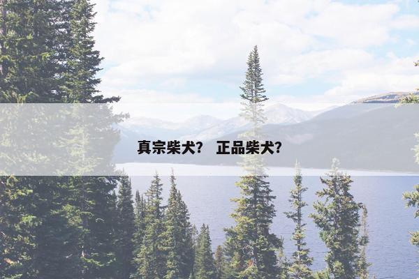 真宗柴犬？ 正品柴犬？