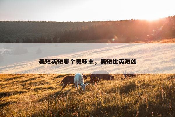 美短英短哪个臭味重，美短比英短凶