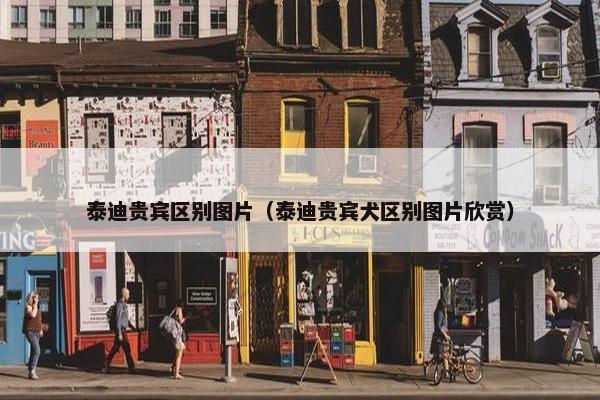 泰迪贵宾区别图片（泰迪贵宾犬区别图片欣赏）