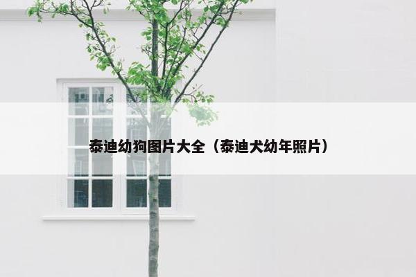 泰迪幼狗图片大全（泰迪犬幼年照片）