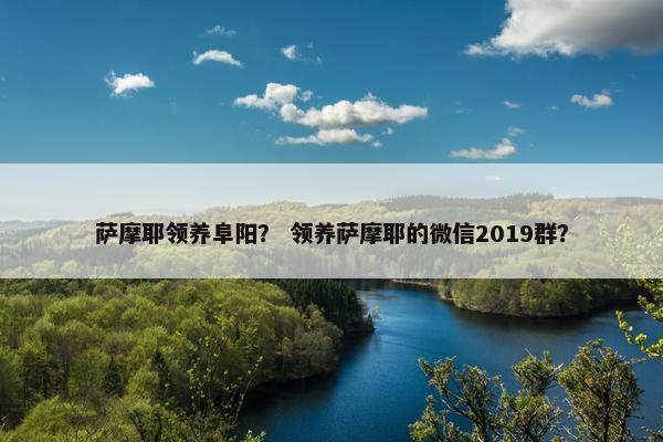 萨摩耶领养阜阳？ 领养萨摩耶的微信2019群？