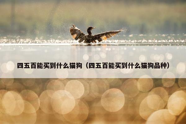 四五百能买到什么猫狗（四五百能买到什么猫狗品种）