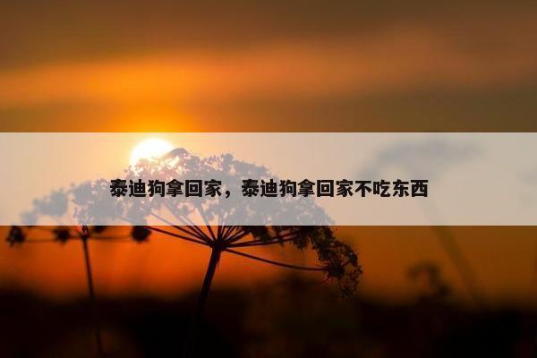 泰迪狗拿回家，泰迪狗拿回家不吃东西
