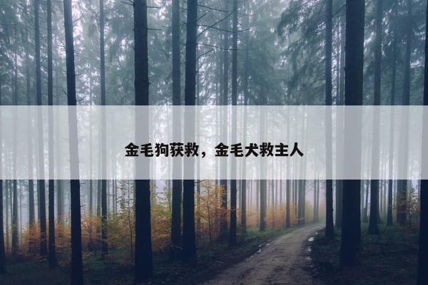 金毛狗获救，金毛犬救主人