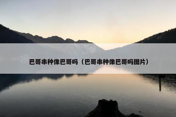 巴哥串种像巴哥吗（巴哥串种像巴哥吗图片）