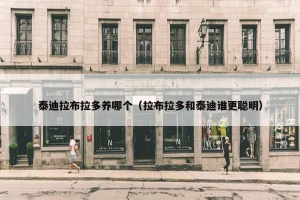 泰迪拉布拉多养哪个（拉布拉多和泰迪谁更聪明）