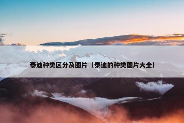 泰迪种类区分及图片（泰迪的种类图片大全）