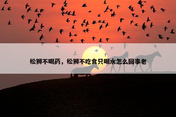 松狮不喝药，松狮不吃食只喝水怎么回事老