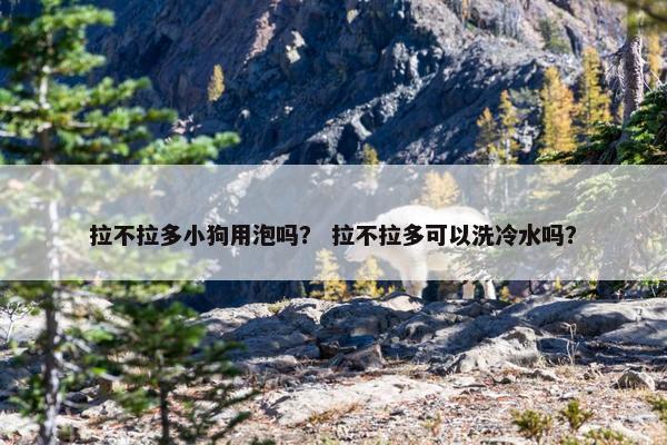 拉不拉多小狗用泡吗？ 拉不拉多可以洗冷水吗？