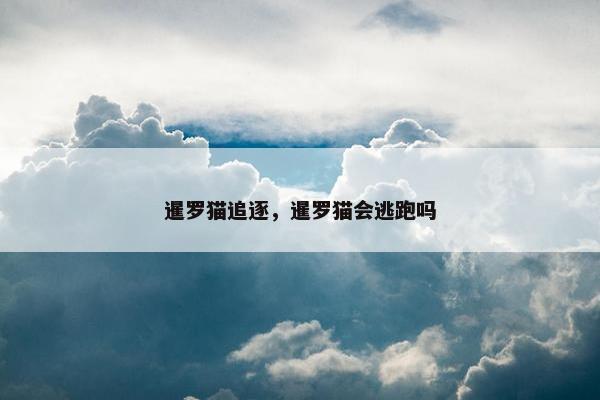 暹罗猫追逐，暹罗猫会逃跑吗
