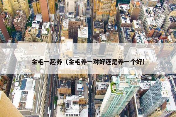金毛一起养（金毛养一对好还是养一个好）