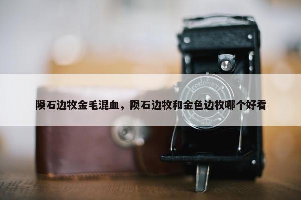 陨石边牧金毛混血，陨石边牧和金色边牧哪个好看