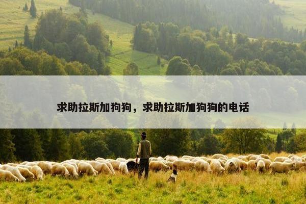 求助拉斯加狗狗，求助拉斯加狗狗的电话